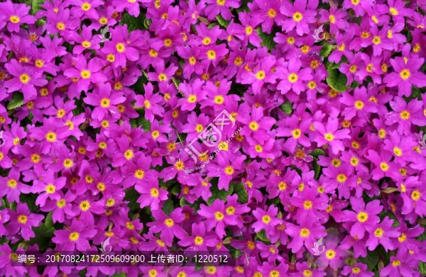 BLütenteppich