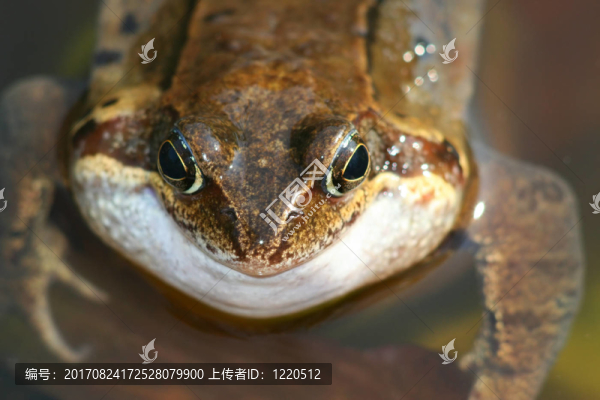 青蛙呱呱叫