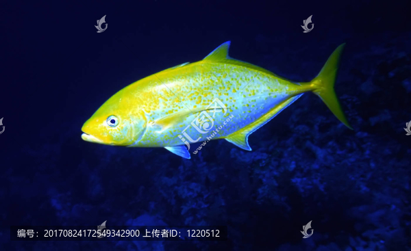 檸檬鲹