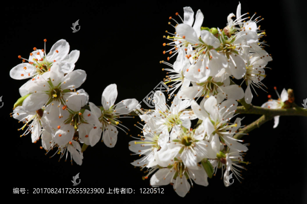 春天的山楂花