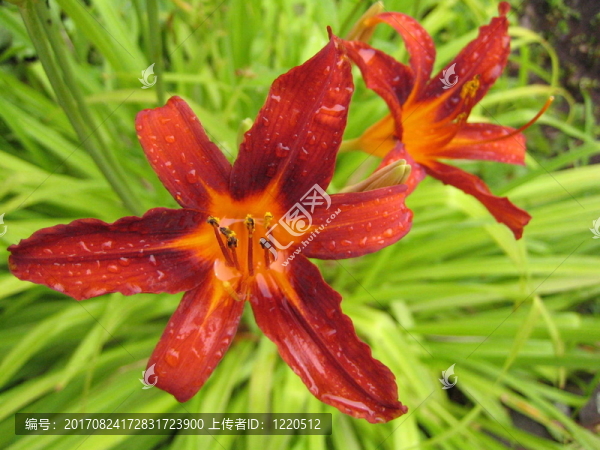 百合花