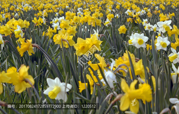 水仙花