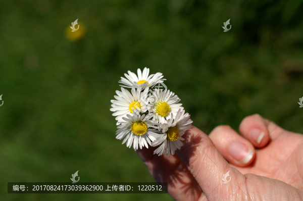 雛菊
