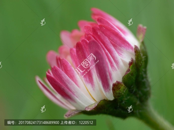 雛菊