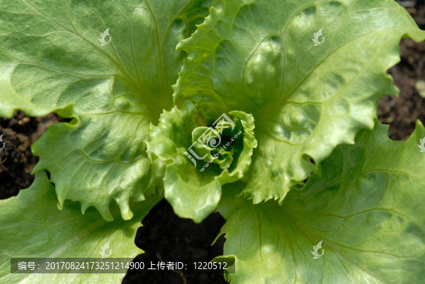 salatanbau溫室