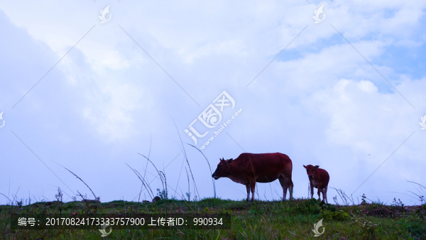 黃牛