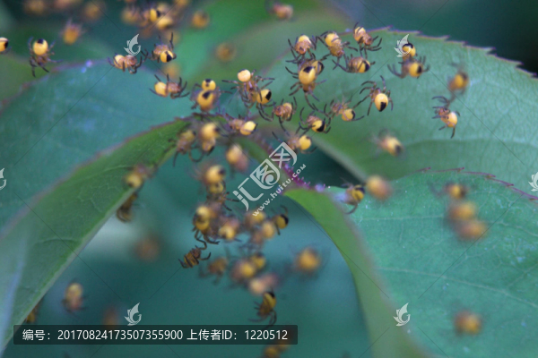蜘蛛網