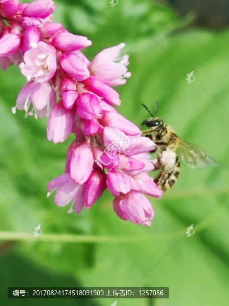 蜜蜂