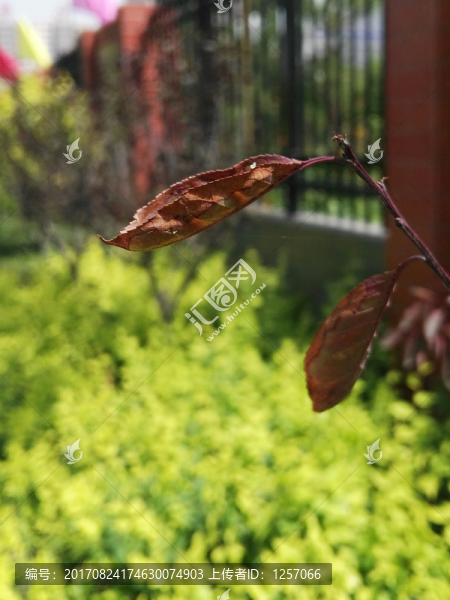 枯葉
