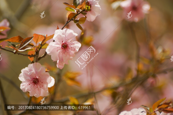 花枝