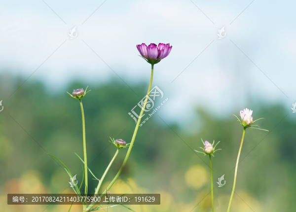 格?；? title=