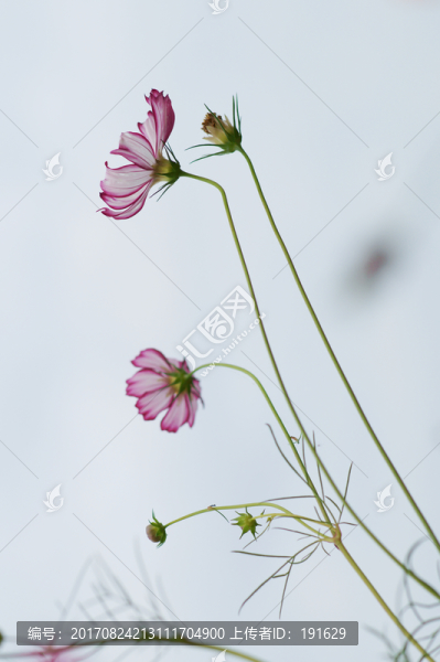 格?；? title=
