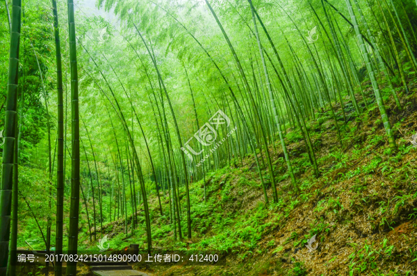 竹林