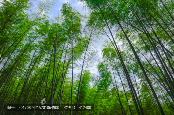 竹林