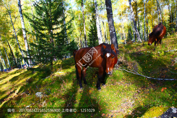 喀納斯風(fēng)光,馬