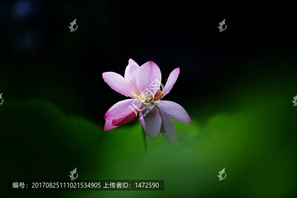 雨荷