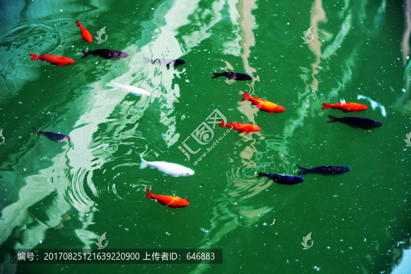觀賞魚(yú),水紋