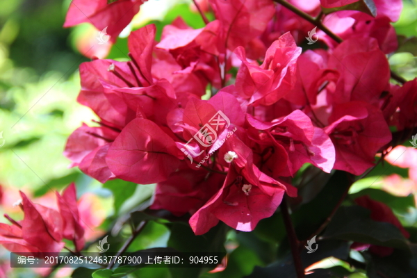 寶巾花,,三角梅