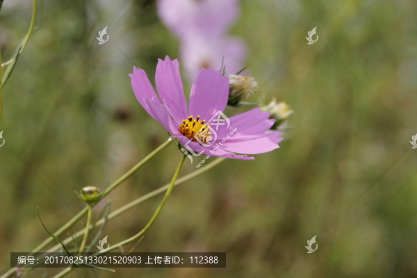 掃帚梅,粉色花,白花,路邊野花