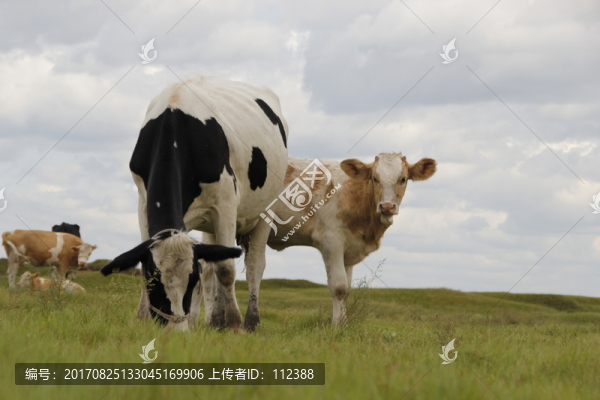 黃牛,奶牛,黑白花奶牛,小牛