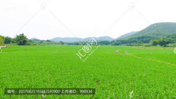 田野,水田,稻田
