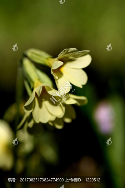 報春花