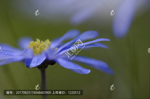 藍(lán)色的光芒