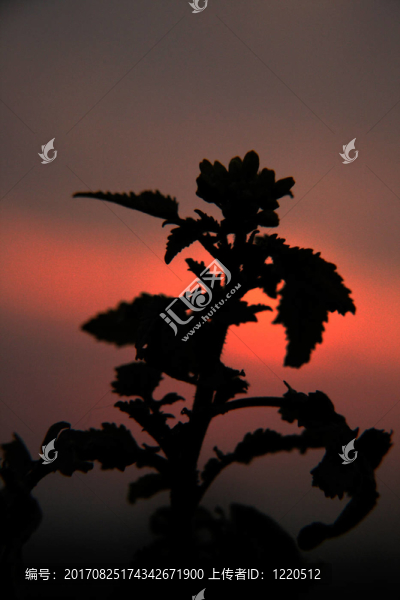 黃昏中的強(qiáng)奸