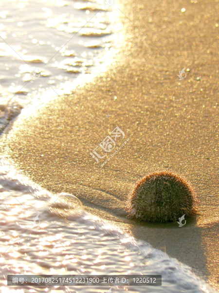 金色的海膽