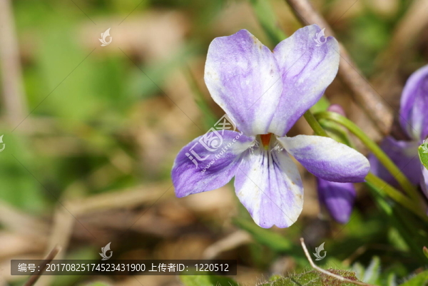 紫白藍(lán)