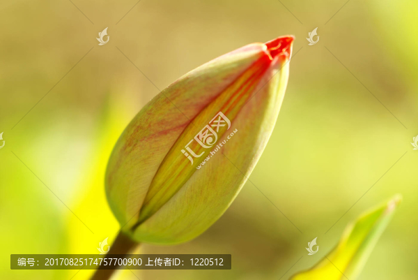 花園