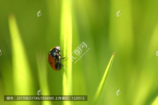 瓢蟲(chóng)