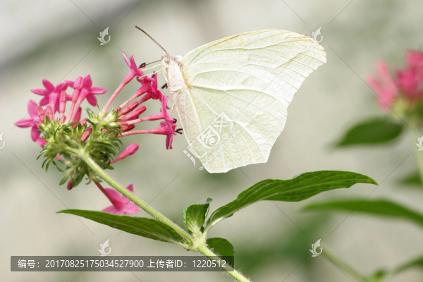 發(fā)現(xiàn)硫磺喝花蜜