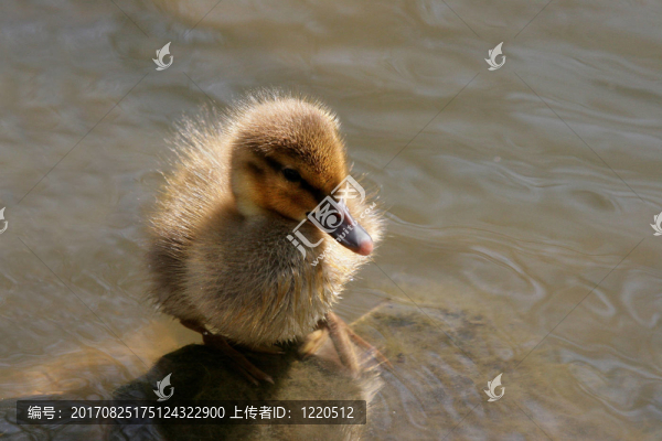 單獨(dú)地