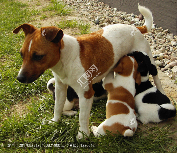jack,russel梗幼犬3