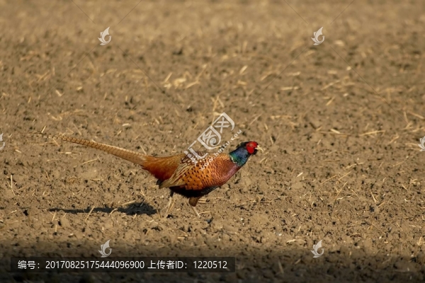 田野里的野雞