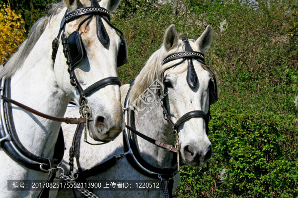 馬