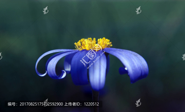 藍色的光芒