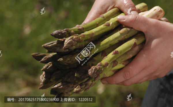 一捆綠蘆筍