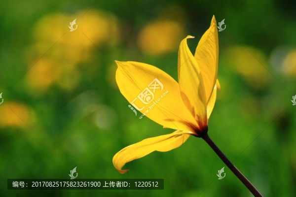 野性之美