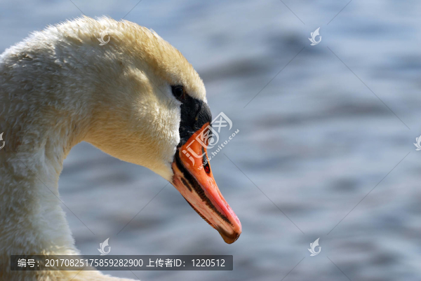 鳥