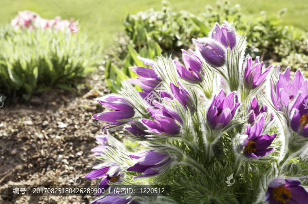 osterblume