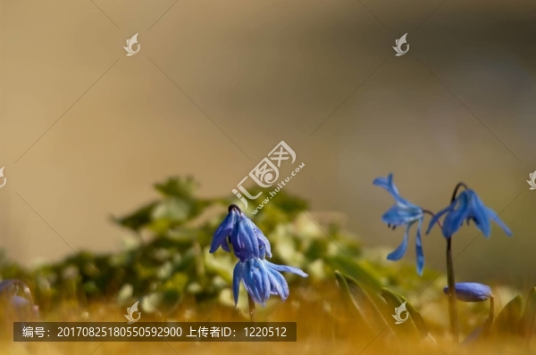 藍(lán)色