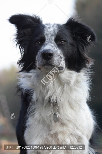 邊境牧羊犬