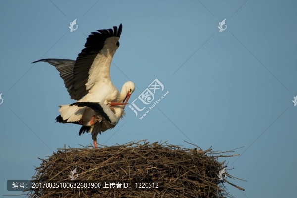 斯托奇的愛