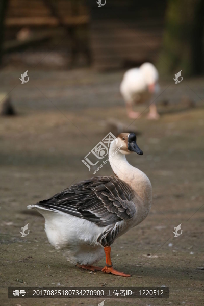 鳥