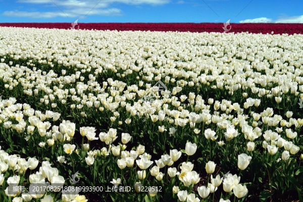 tulpenfeld