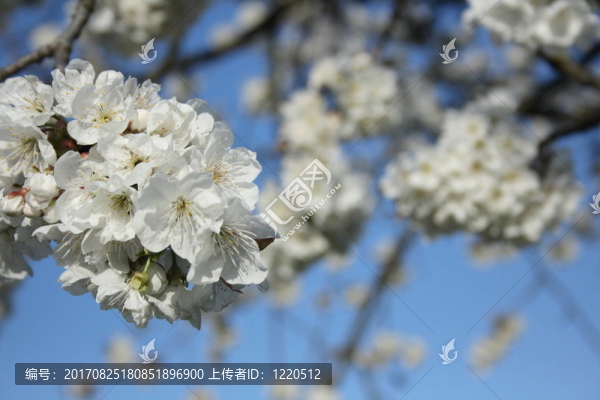 櫻花BRD