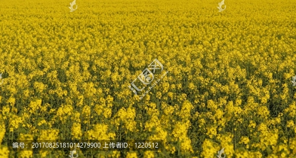 農(nóng)業(yè)