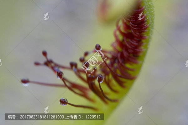 植物